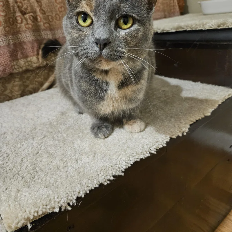 Marbles Os thumbnail 4