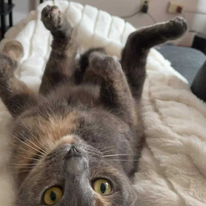 Marbles Os thumbnail 6