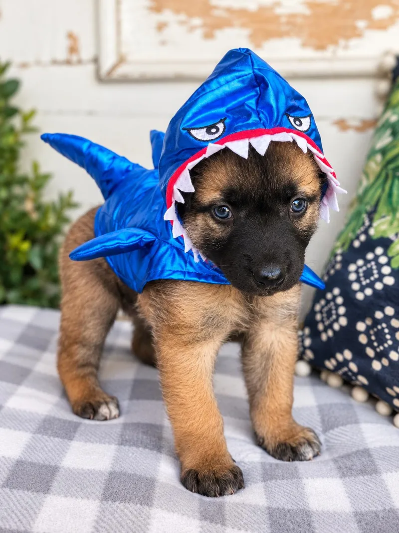 A baby medium-sized male German Shepherd Dog dog named Gilligan Your Favorite Little for adoption in Menifee, CA