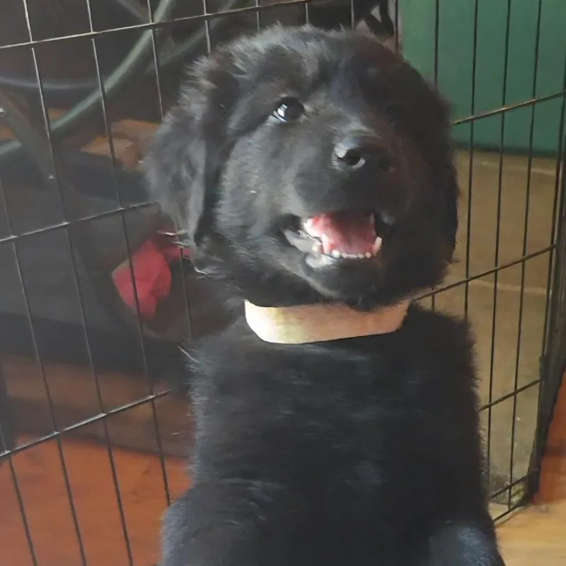 A baby small-sized female Black Mixed Breed dog named Aargo for adoption in Fredericksburg, VA