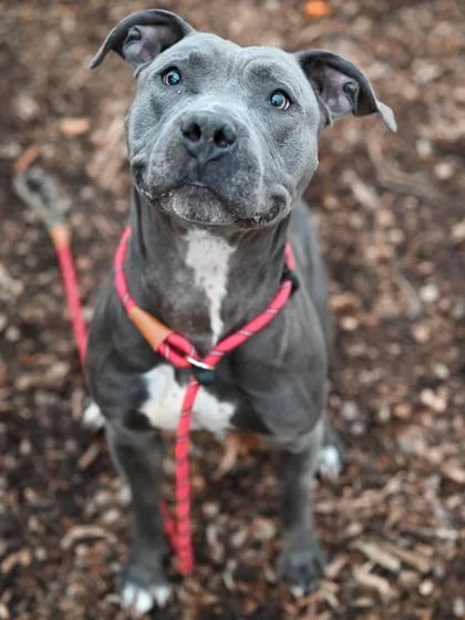 An adult large-sized male Mixed Breed dog named Bueller for adoption in Chamblee, GA