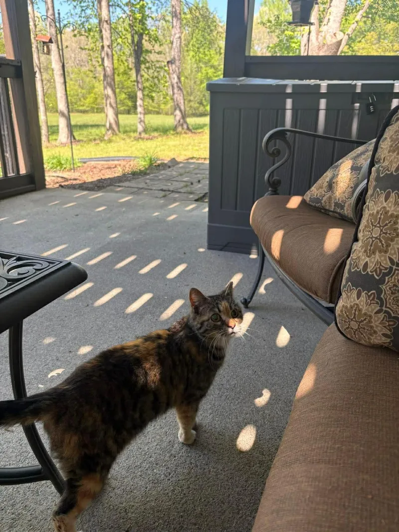 An adult small-sized female Domestic Short Hair cat named Dora for adoption in Social Circle, GA