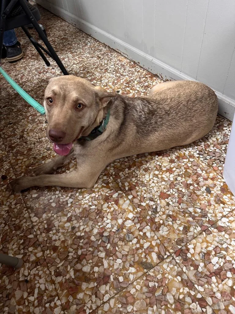 A baby medium-sized female Labrador Retriever dog named Lucie for adoption in Newnan, GA