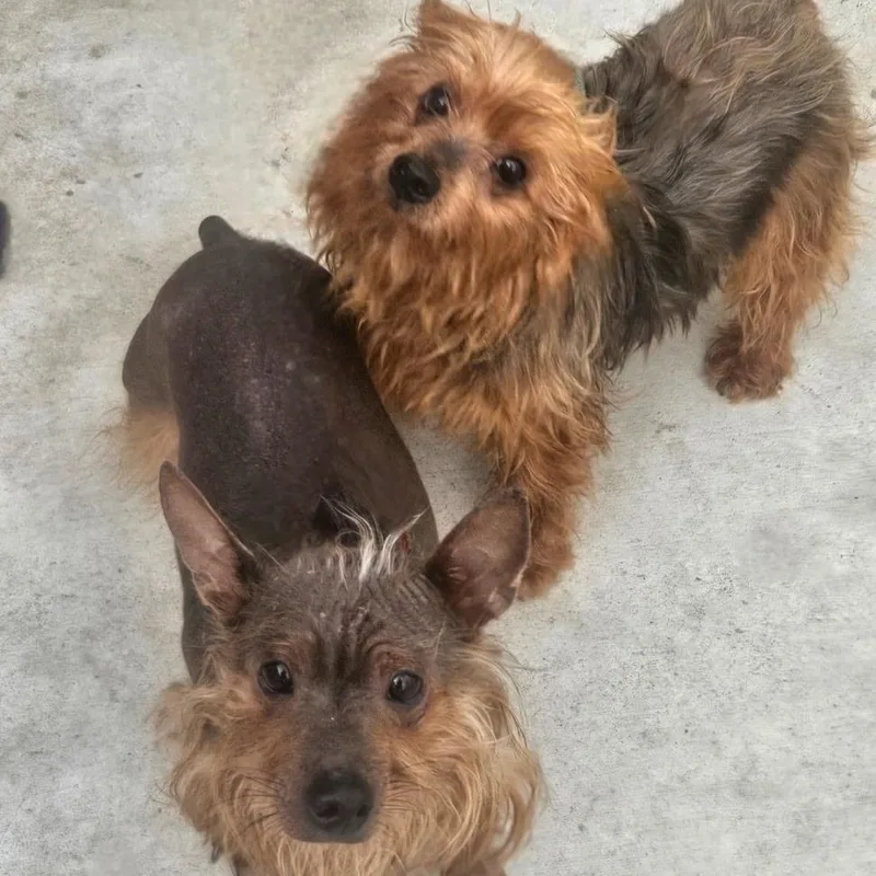 An adult small-sized male Bicolor Yorkshire Terrier dog named Brandy & Joe for adoption in CORPUS CHRISTI, TX