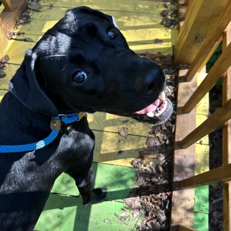 Buttermilk thumbnail 2