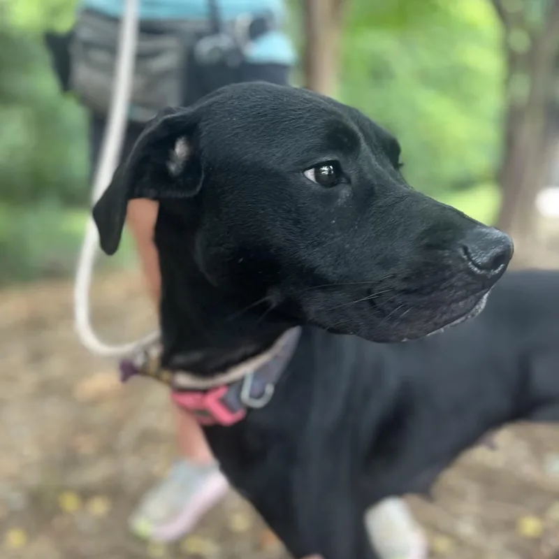 Buttermilk thumbnail 3