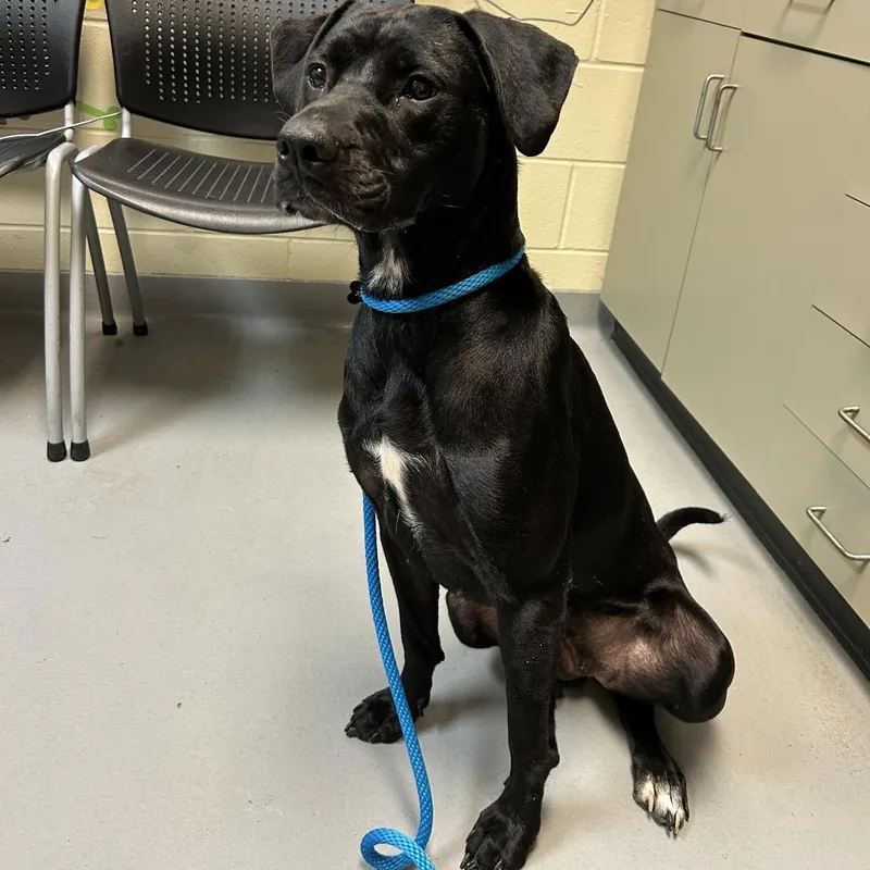 Buttermilk thumbnail 4