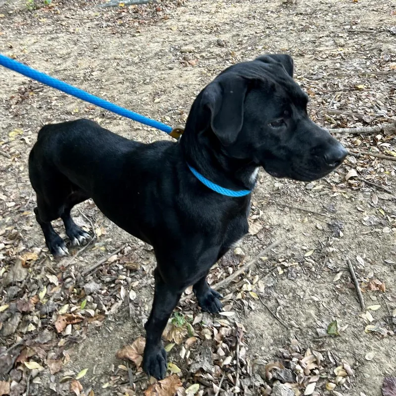 Buttermilk thumbnail 5