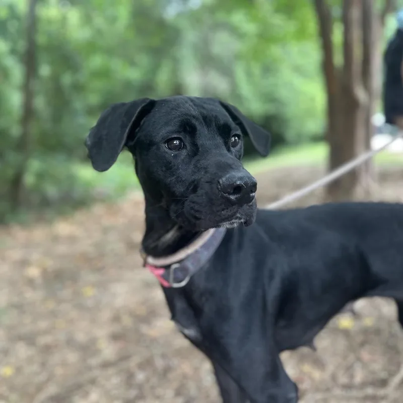 Buttermilk thumbnail 6