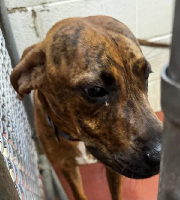 Tagger