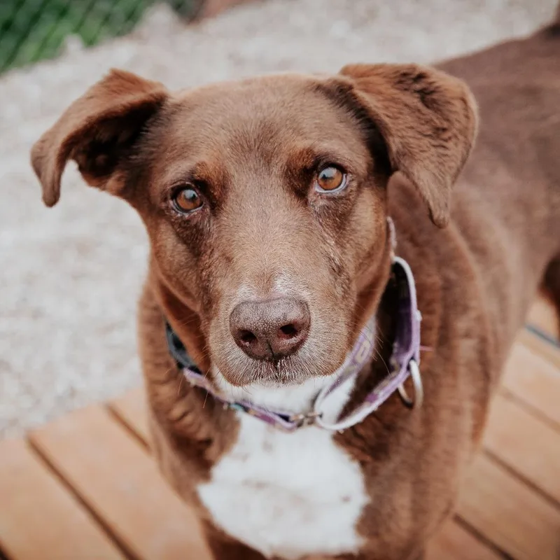 An adult medium-sized female Brown / Chocolate Mixed Breed dog named Coco for adoption in West Olive, MI
