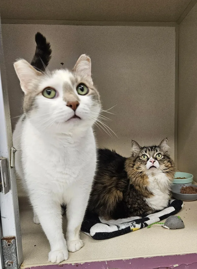Kiwi And Guac thumbnail 2