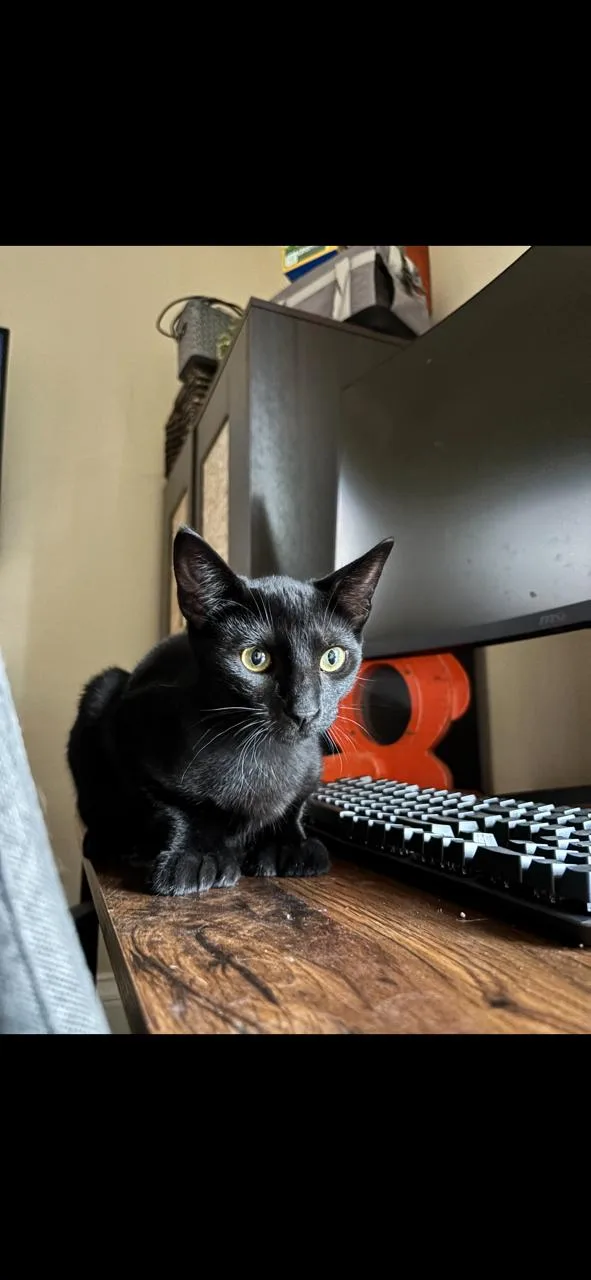 A baby small-sized female Domestic Short Hair cat named Teddy for adoption in San Francisco, CA