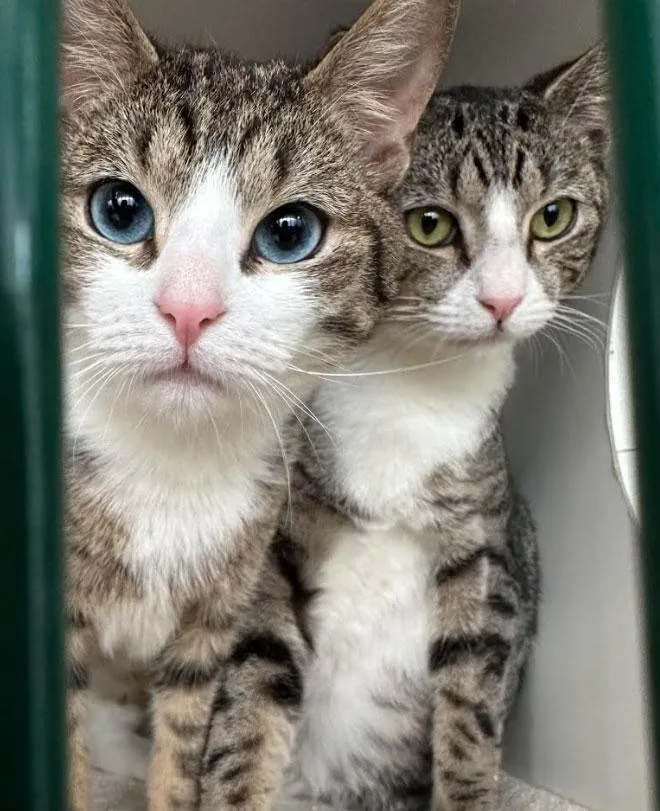 A young medium-sized male Tabby (Gray / Blue / Silver) Domestic Short Hair cat named Luke And Champ for adoption in Melrose, MA