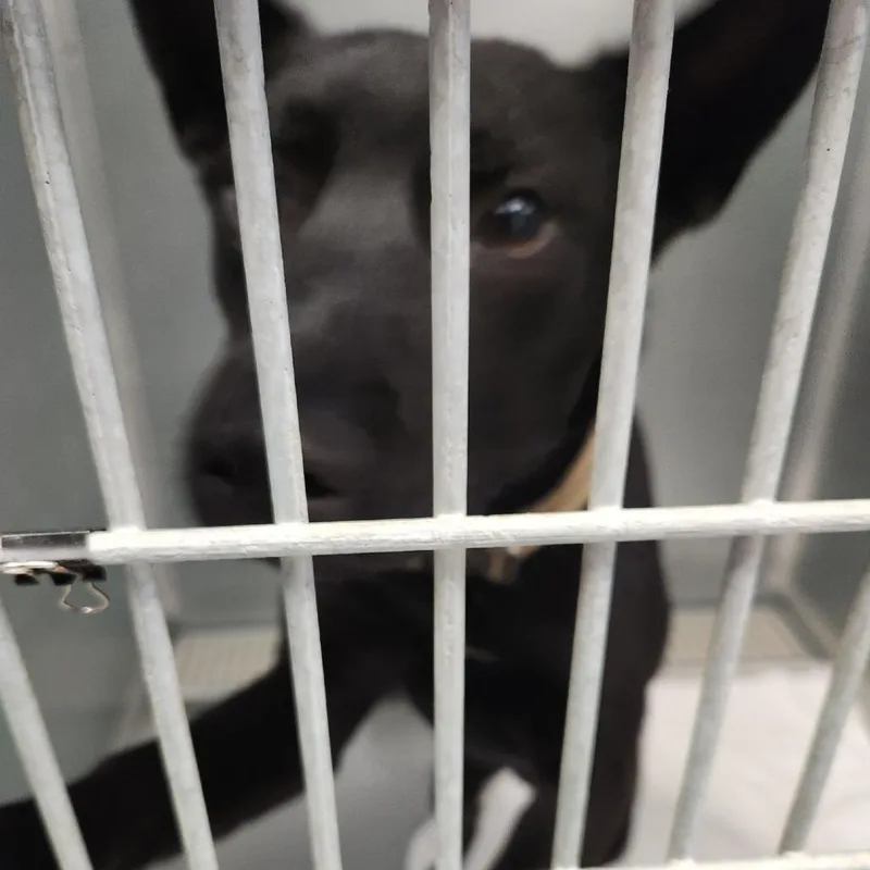 An adult medium-sized male Black German Shepherd Dog dog named Stormy for adoption in Vinita, OK