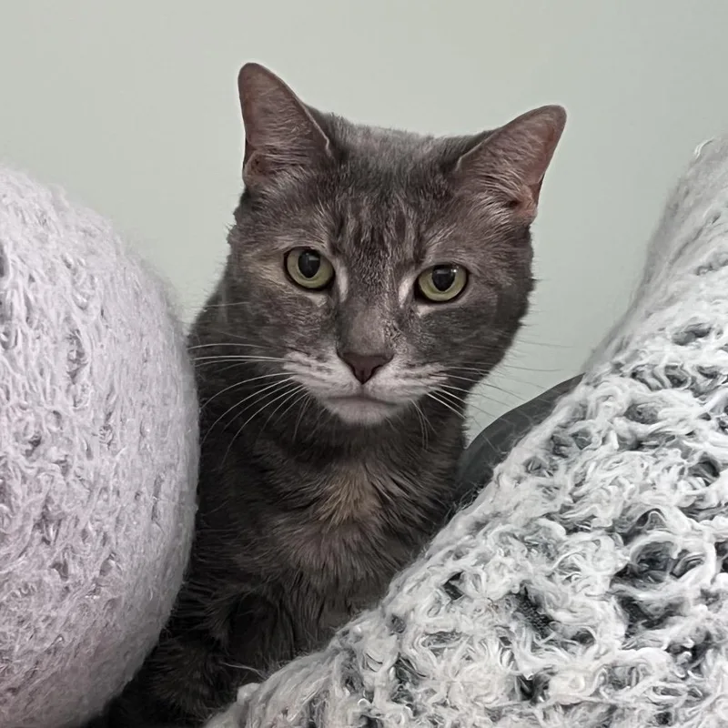 A senior small-sized female Gray / Blue / Silver Domestic Short Hair cat named Liberty for adoption in Arlington Heights, IL