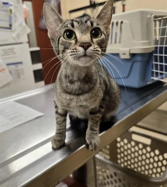 A young small-sized female Domestic Short Hair cat named Eleven for adoption in Aliquippa, PA