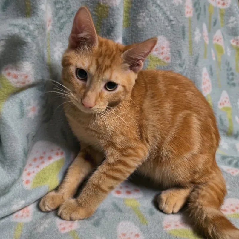 A baby medium-sized male Orange / Red Domestic Short Hair cat named Clyde for adoption in Laredo, TX