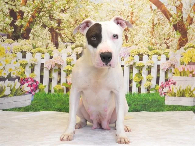 A young large-sized female Pit Bull Terrier dog named Pebbles for adoption in Oroville, CA
