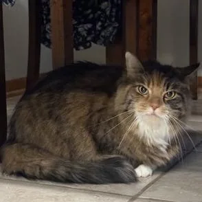 An adult large-sized female Black Domestic Long Hair cat named Nayla for adoption in Ashtabula, OH