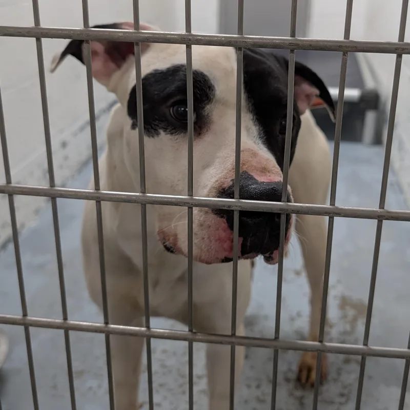 Looking For Owner