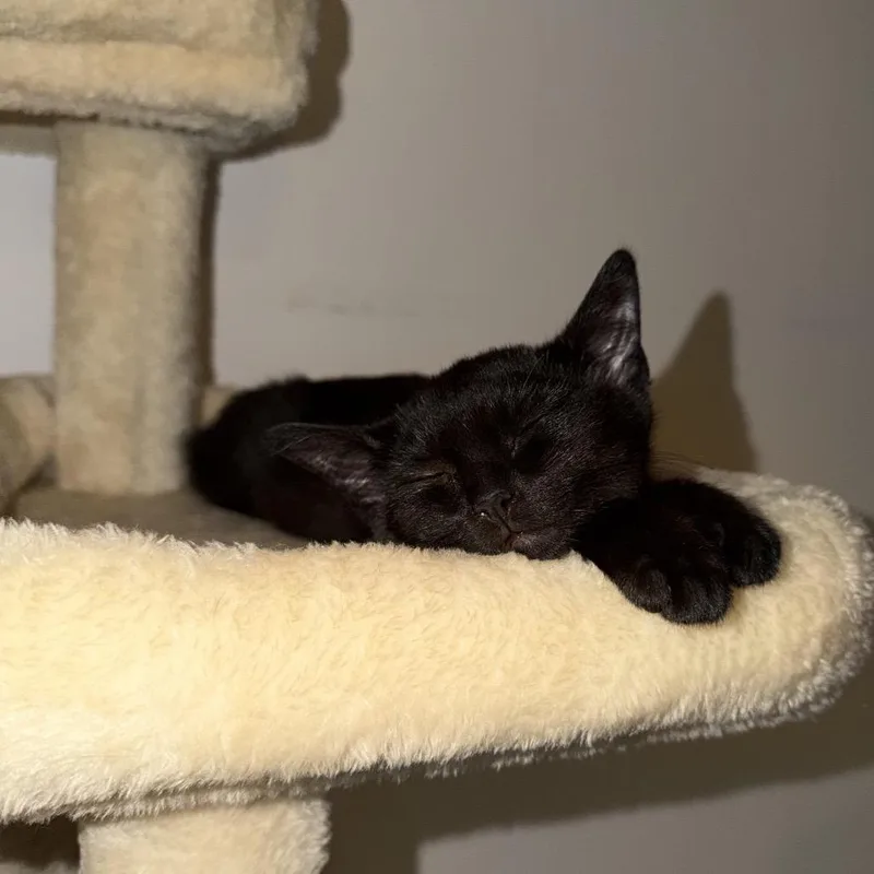 A baby small-sized female Black Domestic Short Hair cat named Petal for adoption in Middle Village, NY