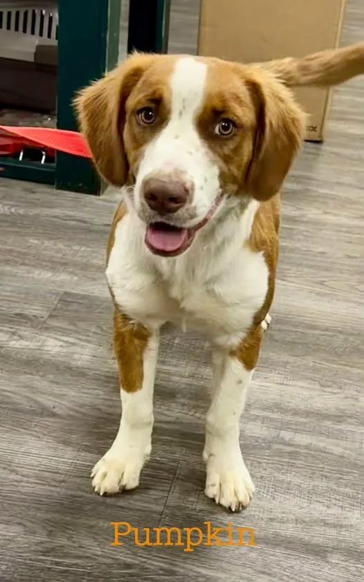 A young medium-sized female White / Cream Spaniel dog named Pumpkin for adoption in Semmes, AL