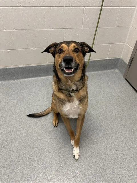 An adult large-sized male German Shepherd Dog dog named Freddy for adoption in Indianapolis, IN