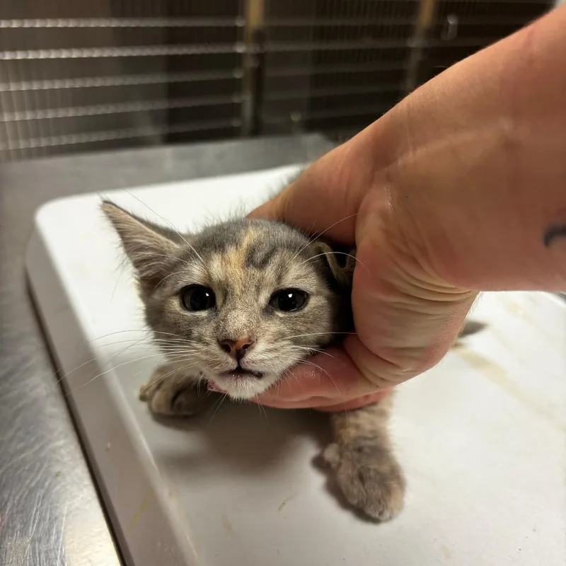 A baby small-sized female Torbie Domestic Short Hair cat named Salsa for adoption in Ottawa, KS