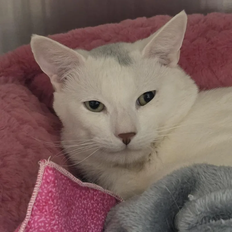 An adult medium-sized male White Domestic Short Hair cat named Dublin for adoption in Ballston Spa, NY