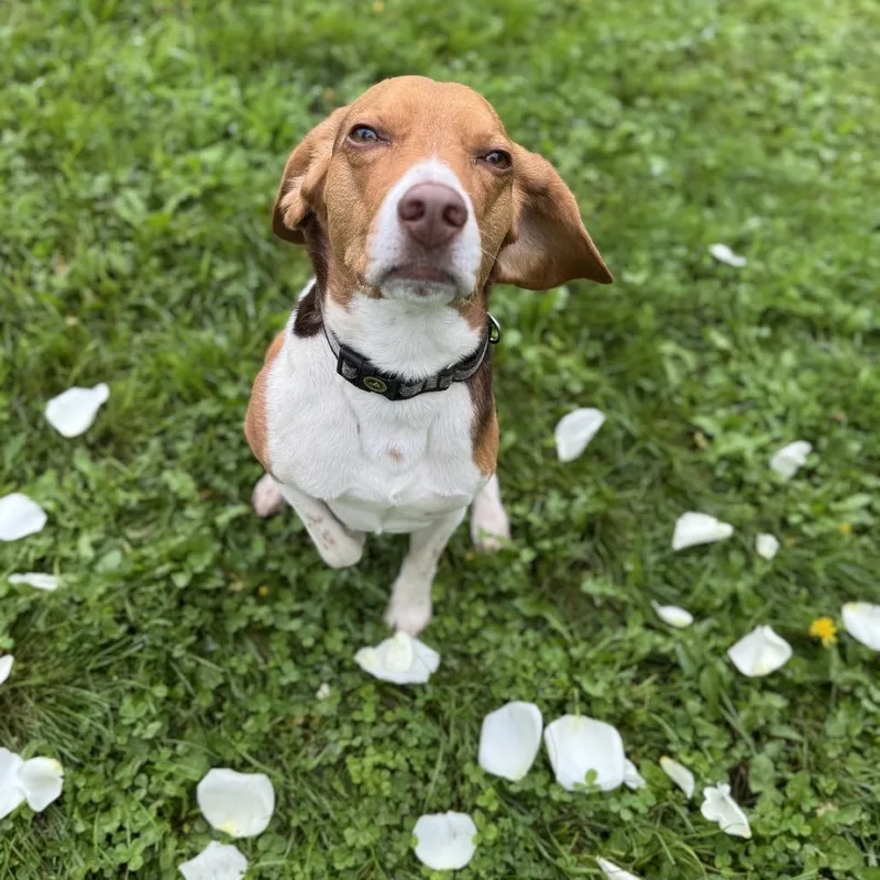 An adult small-sized male Beagle dog named Lord Harlod for adoption in Milford, IA