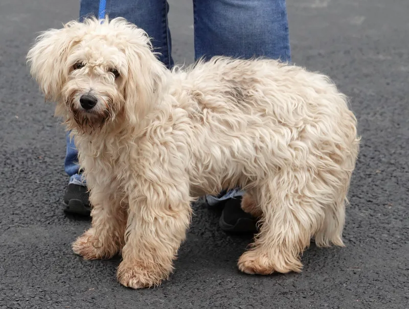 A young small-sized female White / Cream Miniature Poodle dog named Marshmallow for adoption in Millfield, OH