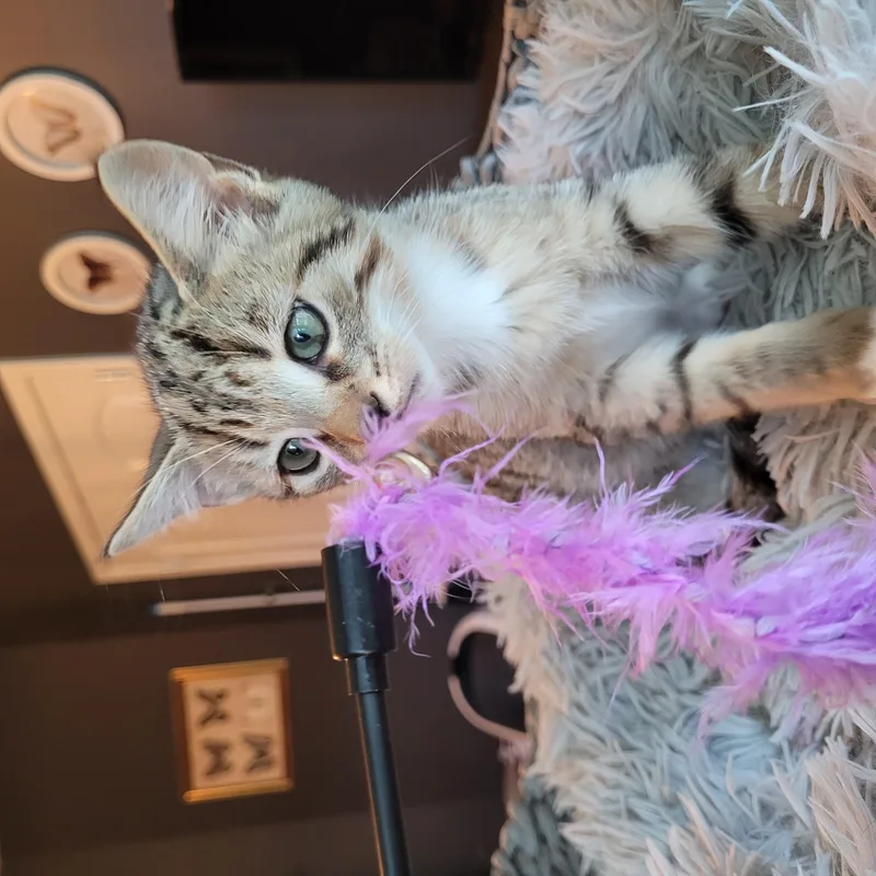 A baby medium-sized female Tabby (Gray / Blue / Silver) Domestic Short Hair cat named Mittens for adoption in Indianapolis, IN