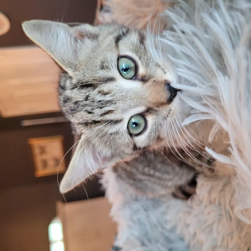 Mittens thumbnail 2