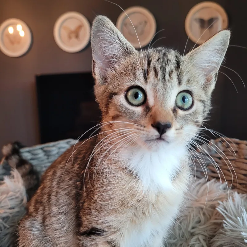 Mittens thumbnail 3