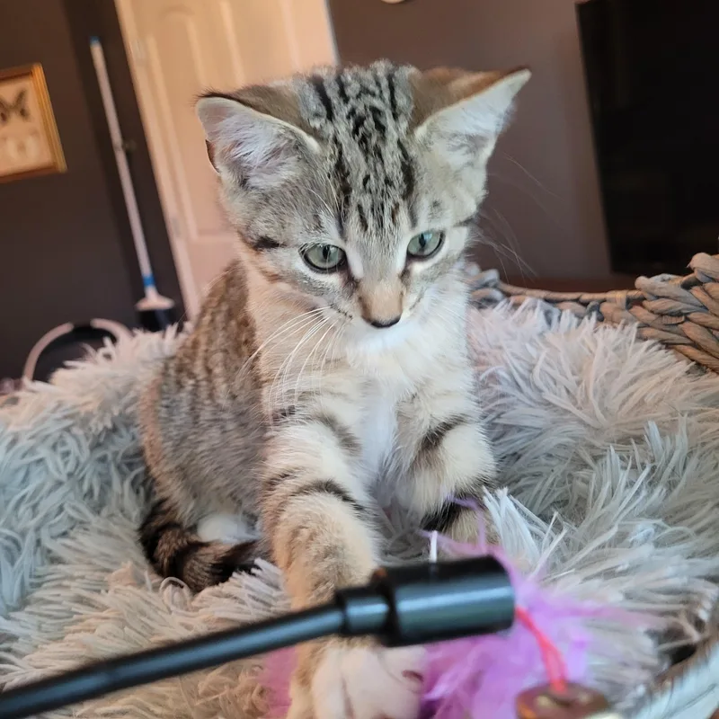Mittens thumbnail 4