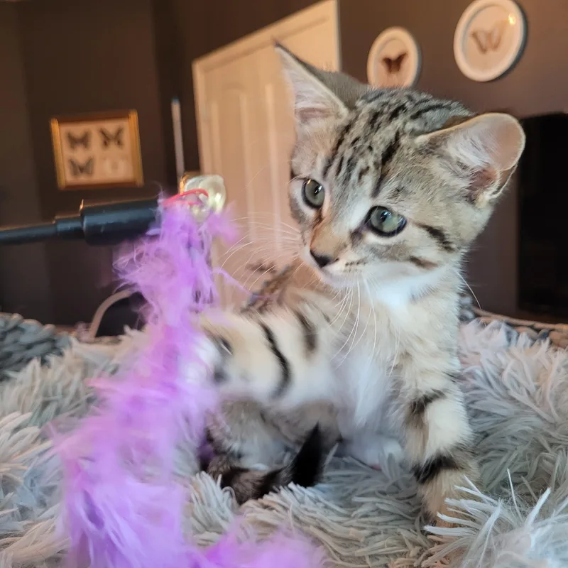 Mittens thumbnail 5