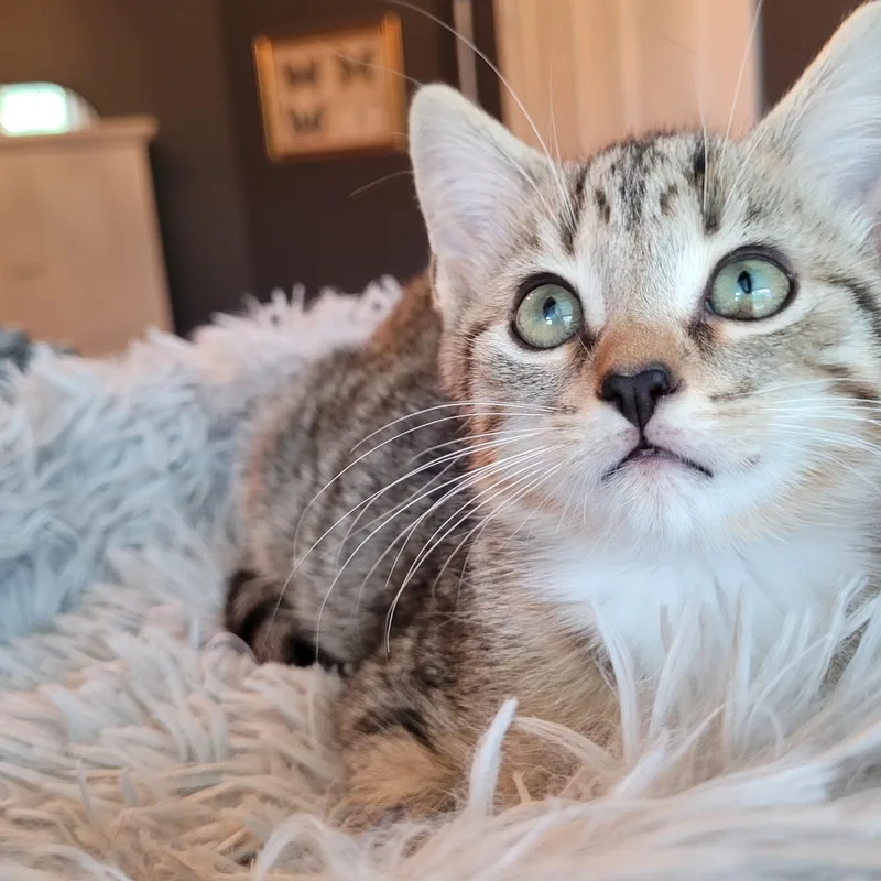 Mittens thumbnail 6