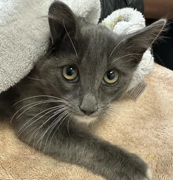 A baby small-sized male Domestic Short Hair cat named Working Cat  Stew for adoption in San Diego, CA