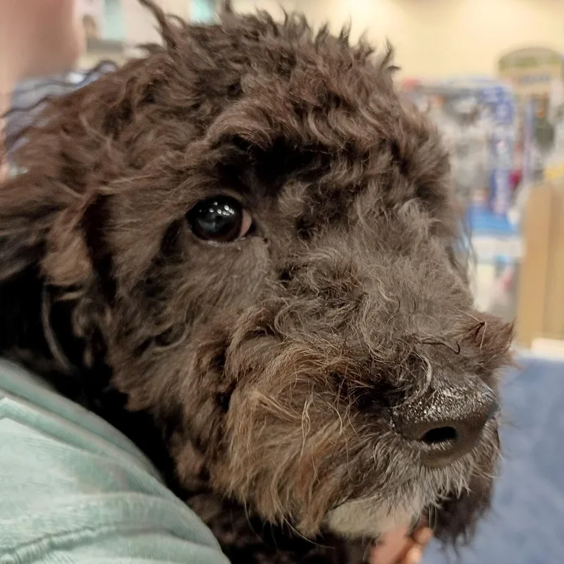 A baby small-sized male Poodle (Toy) dog named Jet  Toy Poodle for adoption in Tulsa, OK
