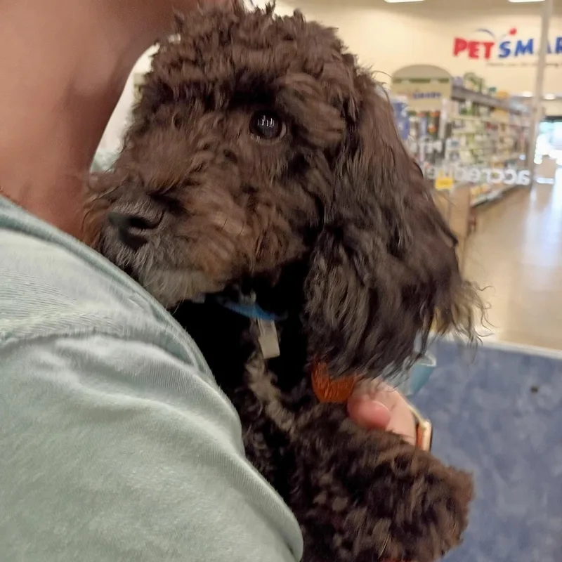 Jet  Toy Poodle thumbnail 2