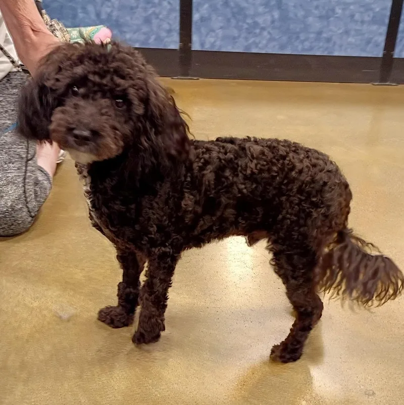 Jet  Toy Poodle thumbnail 3