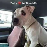 An adult medium-sized male Black Pit Bull Terrier dog named Dolly for adoption in Moline, IL