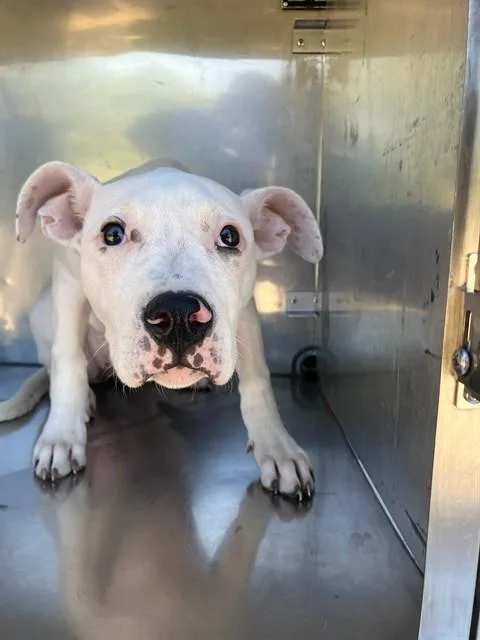 A baby medium-sized female Mixed Breed dog named Kapri for adoption in Dallas, TX