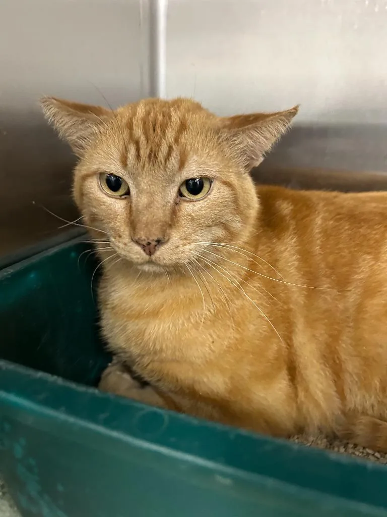 An adult small-sized male Domestic Short Hair cat named Red Fred for adoption in Thousand Oaks, CA