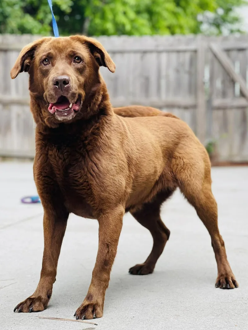 An adult medium-sized female Brown / Chocolate Chocolate Labrador Retriever dog named Ac "chloe" for adoption in Conyers, GA
