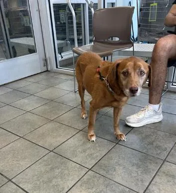 A senior medium-sized male Labrador Retriever dog named Peanut Butter for adoption in San Antonio, TX