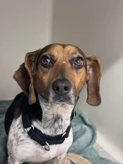 An adult small-sized female Mixed Breed dog named Bambi for adoption in West Chester, PA