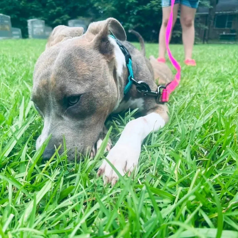 An adult medium-sized female Mixed Breed dog named Moriah for adoption in Randleman, NC