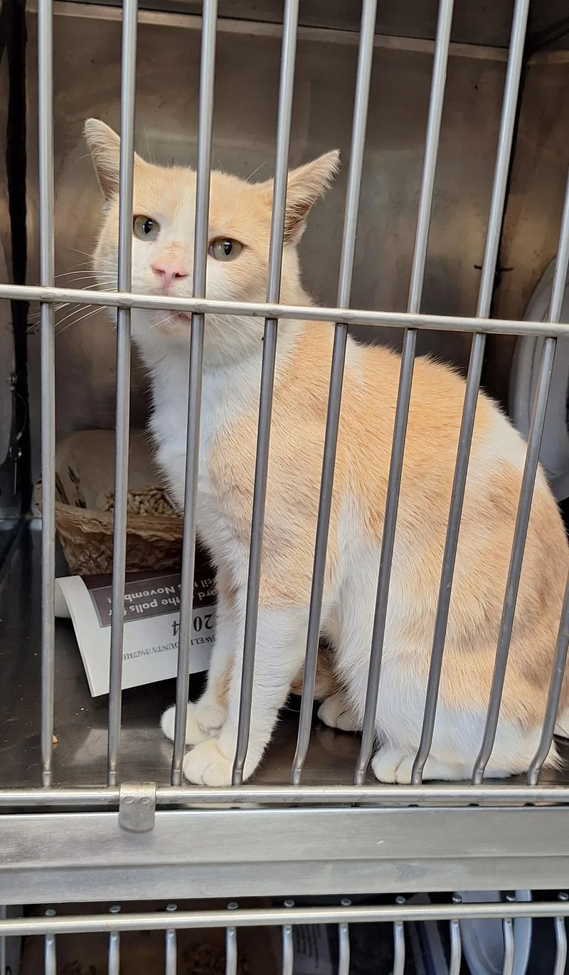 An adult medium-sized male Buff / Tan / Fawn Domestic Short Hair cat named Pretty Boy for adoption in Stanton, KY